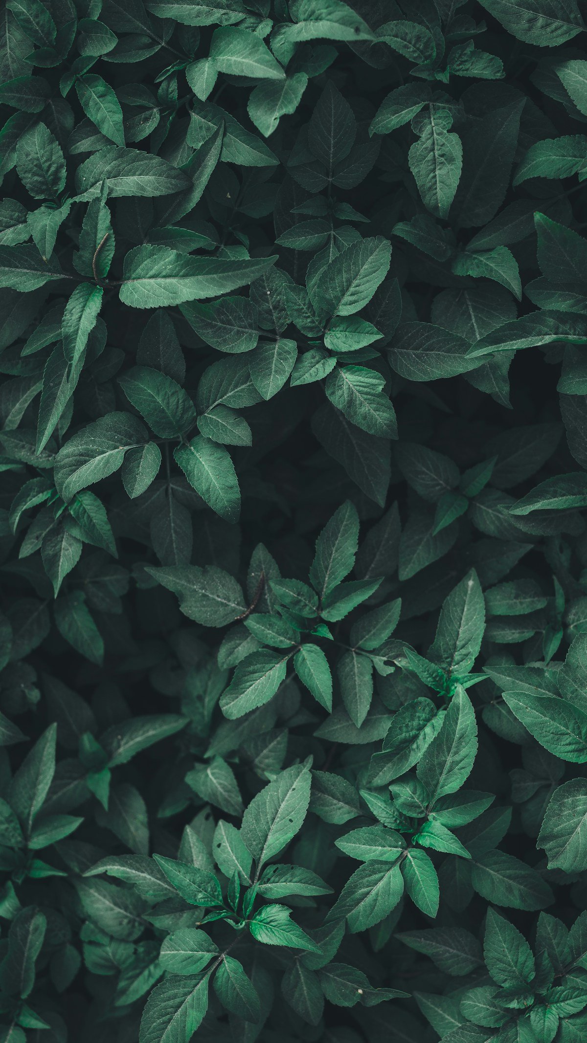 Adaptive Green