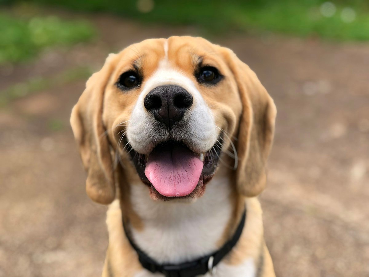 Dogchef